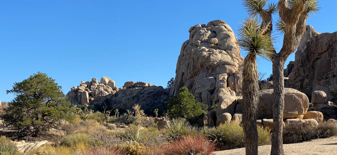 Joshua Tree National Park