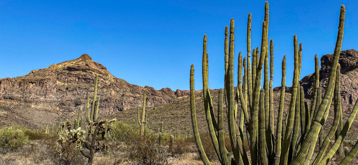 Organ Pipe National Monument