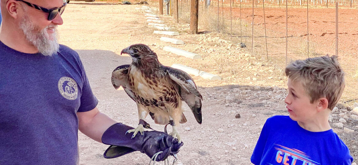 Red Tailed Hawk with child